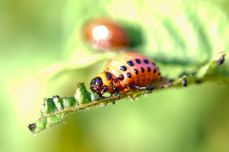 colorado potato beetle larvae. Close up