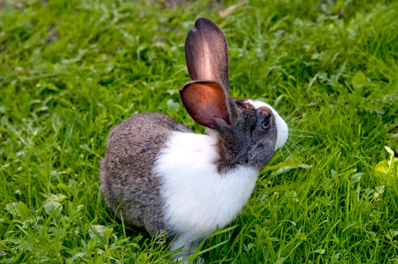 little rabbit is on a pastureの写真素材