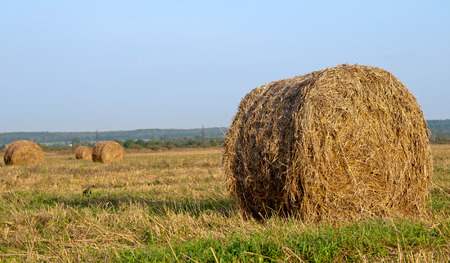 dry hay bale on green meadowの写真素材