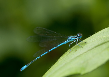 blue dragonfly sits on a leaf