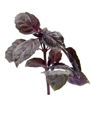 bunch of basil isolated on whiteの写真素材