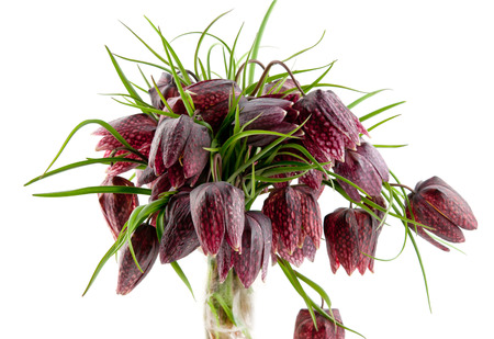 fritillaria meleagris isolated on whiteの写真素材