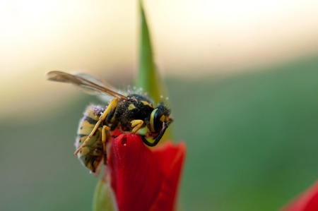 wasp is collecting pollen and nectar from flowers.