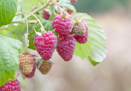 a lot of red raspberries on a bush