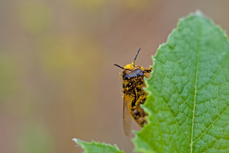 honey bee on green leafの写真素材