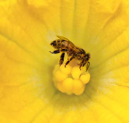 busy honey bee collecting pollen on golden yellow pumpkin flowerの写真素材