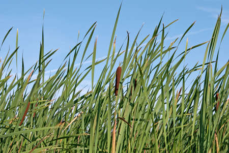 green reed field, macro