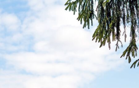 pine tree branch above blue clear sky backgroundの写真素材