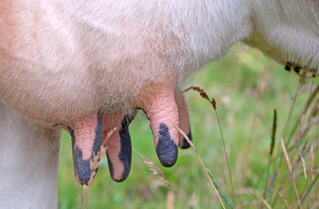 a udder of young cow close upの写真素材