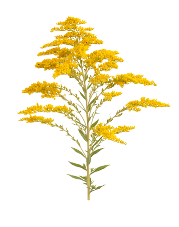 Golden Rod Solidago virgaurea flower isolated on white backgroundの写真素材
