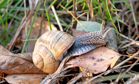 macro of Roman snail (Helix pomatia) over forest leaf litter in autumnの写真素材