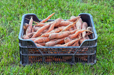 freshly harvested carrots in boxの写真素材