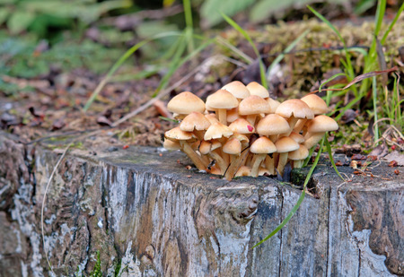 bunch of fungi grows on tree butt