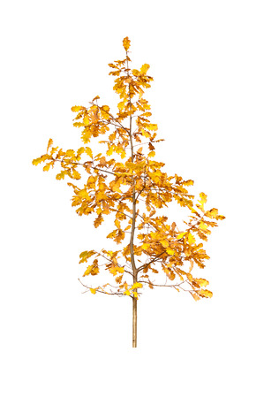 golden fall oak isolated on white backgroundの写真素材