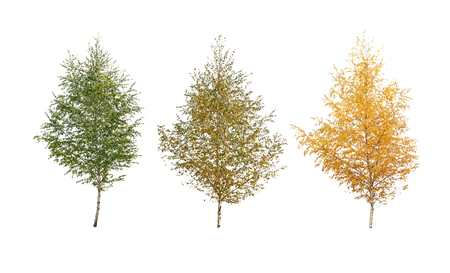three birch tree isolatedの写真素材