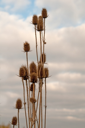 prickles on background of sky in autumnの写真素材