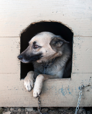 sheep dog is in a houseの写真素材