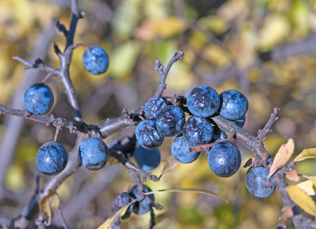 dry blackthorn, Prunus spinosus close up