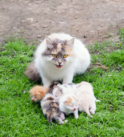 angry cat and kittens sitting in the grassの写真素材