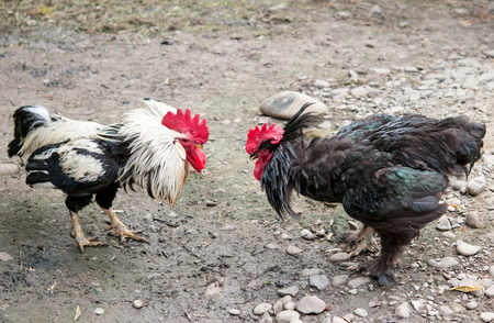 fight of cocks to farmの写真素材