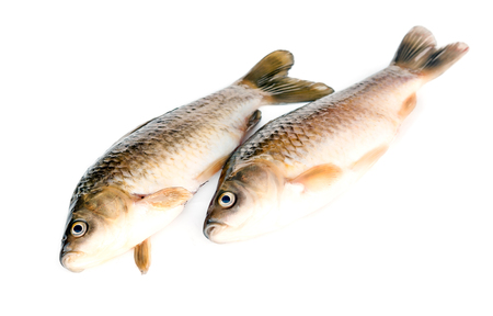 Freshly fish Crucian carp (Carassius auratus gibelio) isolated on whiteの写真素材