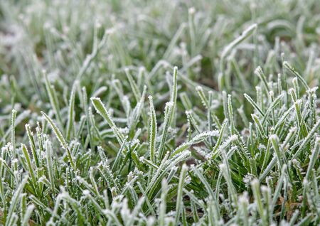 green grass in the snowの写真素材