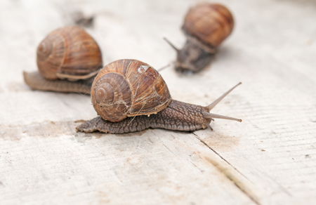 Helix pomatia, common names the Burgundy snail, Roman snail, edible snail or escargotの写真素材