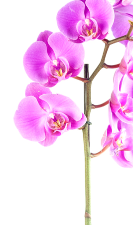 Pink streaked orchid flower, isolatedの写真素材