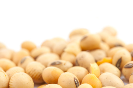 soybean isolated on white backgroundの写真素材