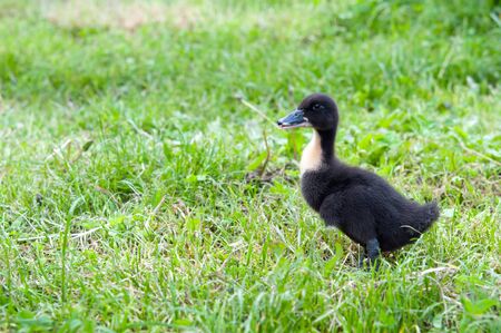 favorite blue ducks in green grassの写真素材