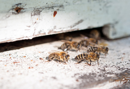 close up of the bees on hive at hole
