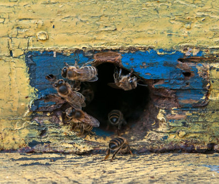 bees in beehive close upの写真素材