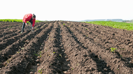 woman planting potatoes in the springの写真素材