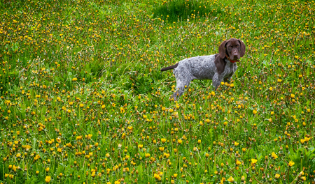 puppy running in the dandelions - german shorthaired pointer puppyの写真素材