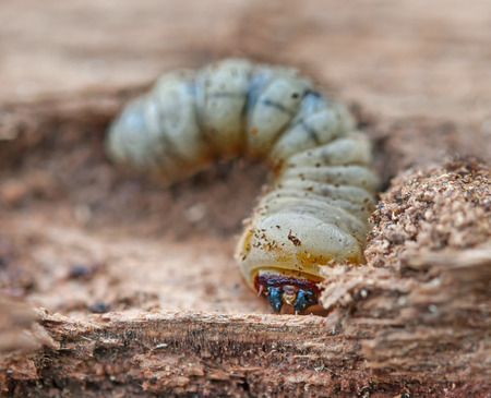 little woodworm lies on treeの写真素材