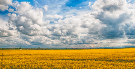 golden field of flowering rapeseed with beautiful clouds on skyの写真素材