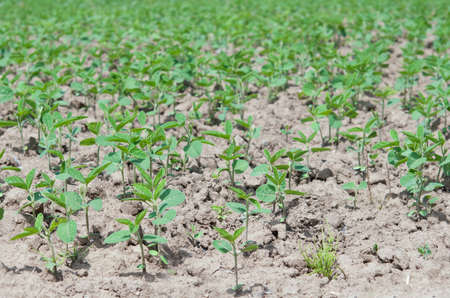 soybean Field Rows in springの写真素材