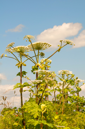 cow parsnip along trees in summerの写真素材