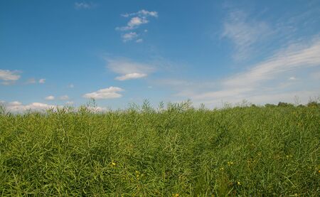 rapeseed field before harvesting