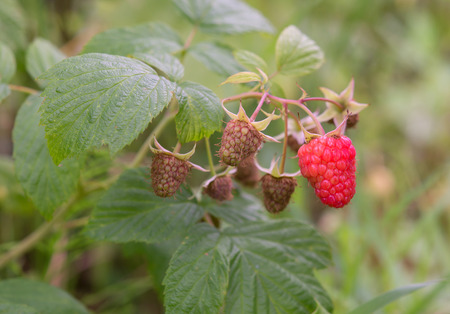 close up of the ripe raspberry
