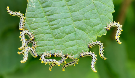 beautiful caterpillars eating a leafの写真素材