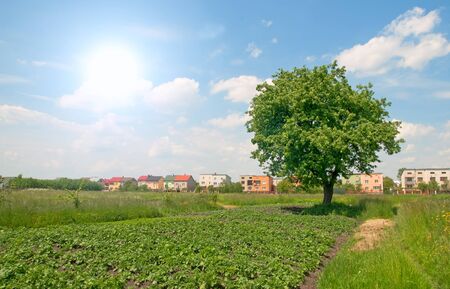 summer tree is background sky