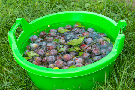 plums in bowl on grass in gardenの写真素材
