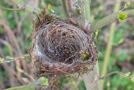 Close up empty birds nest in the tree