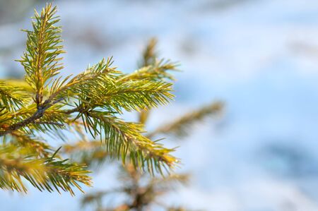 pine tree covered with frostの写真素材