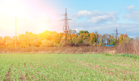 field of winter wheat in autumn