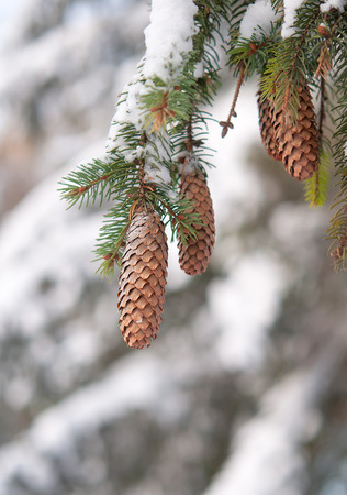 snow on evergreen branchesの写真素材