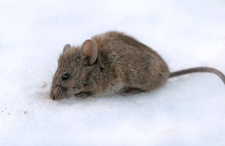 a house mouse (Mus musculus). A close upの写真素材