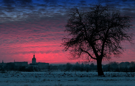 winter tree pear on background of sunsetの写真素材