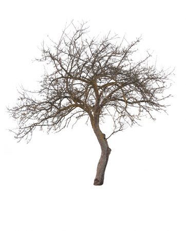 silhouette of a single tree in winter isolated on whiteの写真素材